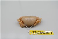 藏品(紅斑斗蟹)的圖片